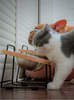 Dog Cat Bowl Pet Feeder HWD-PF01